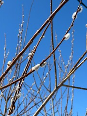 Fluffy buds on the branches. Tree on a blue sky background. Spring. Vertical