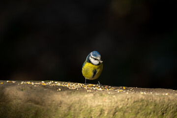A single Eurasian Blue Tit perched on a wall eating seeds during winter in the UK.