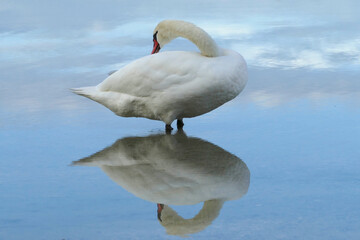 White swan at a lake
