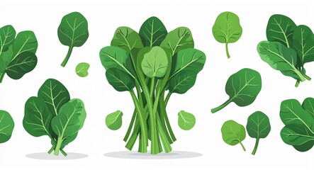 Fototapeta premium Set bundle of spinach minimalist childish style illustration on plain white background
