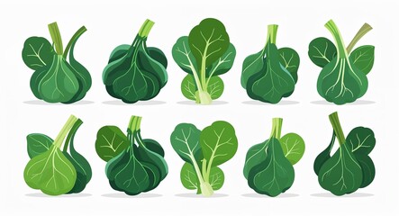 Set bundle of spinach minimalist childish style illustration on plain white background