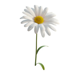 Single Daisy Flower Isolated on Black Background,