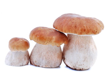 Mushrooms. Boletus edulis isolated on white background.  Porcini. 