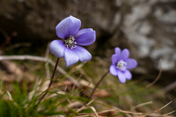 Blue hepatica in the forest in springtime