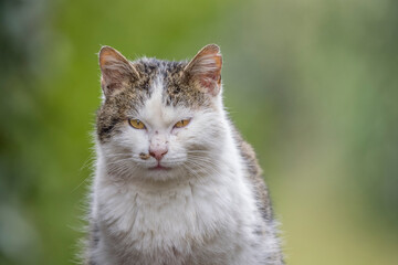 Portrait of a domestic cat abandoned in the wild