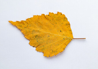 Autumn yellow birch leaf isolated on a white background.Herbarium.