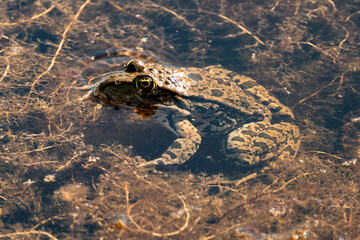Portrait of a frog