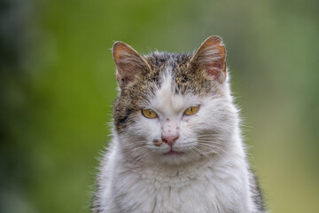Obraz premium Portrait of a domestic cat abandoned in the wild