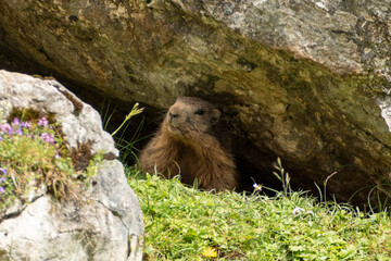 Alpine marmot (Marmota marmota) in high mountains, Karwendel Mountains in Austria