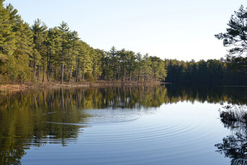 Obraz premium A calm, crystal clear lake surrounded by towering pine trees, with the reflection of the trees perfectly mirrored on the water. Soft ripples in the water suggest a gentle breeze.