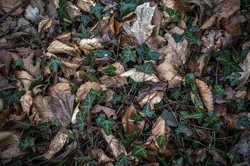 Grünes Gras wächst im Wald durch trockene, braune Blätter 