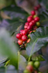 Granos de café en diferentes etapas de maduración en Costa Rica