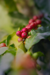 Granos de café en diferentes etapas de maduración en Costa Rica