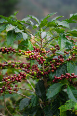 Granos de café en diferentes etapas de maduración en Costa Rica