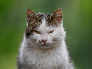 Portrait of a domestic cat abandoned in the wild