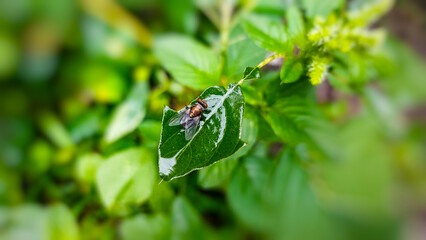 A housefly specimen captured on a leaf in an outdoor garden environment.