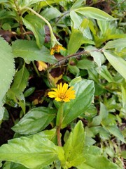 Obraz premium yellow flowers in the garden