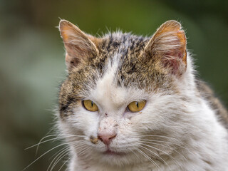 Portrait of a domestic cat abandoned in the wild