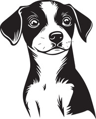 portrait of a black and white jack russell terrier dog portrait