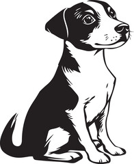 adorable sitting jack russell terrier dog