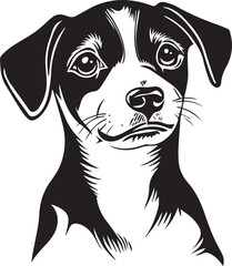 black and white jack russell terrier dog portrait