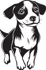 jack russell terrier dog