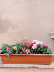 flowers in pots