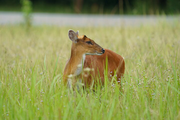 deer female in the forest