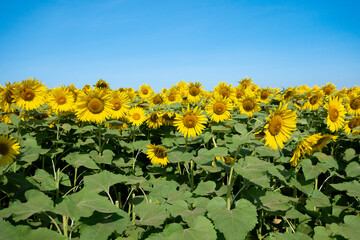 ひまわり畑と青空