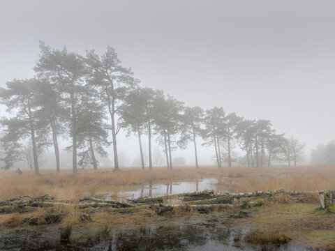 Atmospheric Wetland with Fog and Pines