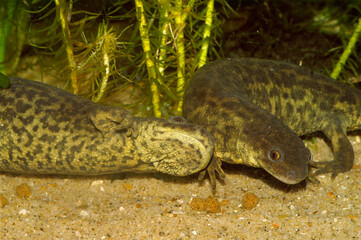 Closeup on a two Algerian ribbed newts, Pleurodeles nebulosus