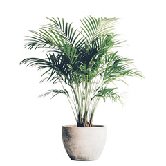 A Lush Potted Palm Plant with Long Graceful Fronds Isolated on Transparent Background