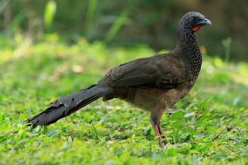 Photo of an Ortalis Columbiana in its natural environment