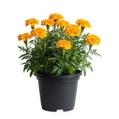 A Vibrant Potted Marigold Plant with Golden Yellow Flowers Isolated on Transparent Background