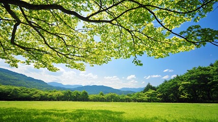 Fototapeta premium Bright Sunny Day Landscape with Lush Green Field and Blue Sky