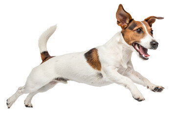 jack russell terrier dog on transparent background