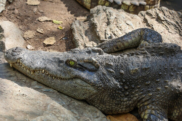 Close up crocodile is action show head in garden