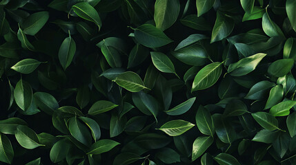 Dark green laurel leaves on a deep green background for natural design themes