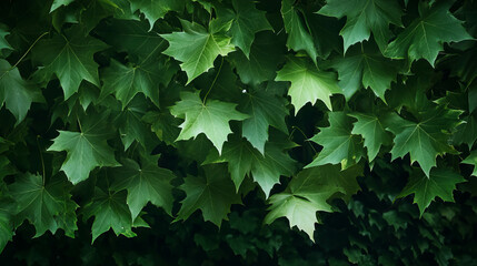 Tranquil nature scene with falling green maple leaves