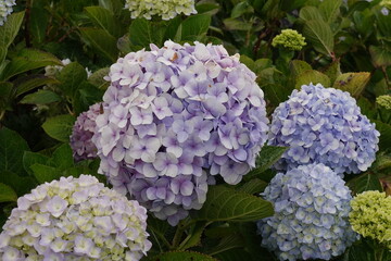 Purple hydrangea