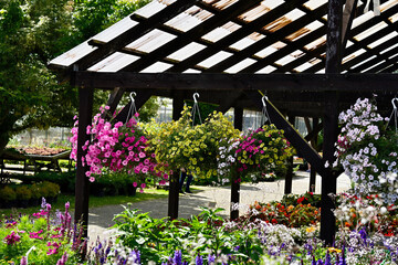 Obraz premium Variety of bright flowering petunias in hanging flower pots in plant nursery.