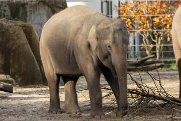 Fototapeta premium Asian Elephant (Elephas maximus), native to forests and grasslands of South and Southeast Asia