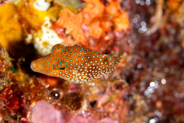 Obraz premium シボリキンチャクフグ 小笠原 東京都