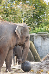 Fototapeta premium Asian Elephant (Elephas maximus), native to forests and grasslands of South and Southeast Asia
