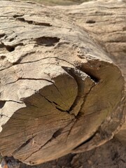 Old Tree Trunk: Weathered Wood Texture