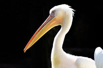 American White Pelican (Pelecanus erythrorhynchos), found in lakes and wetlands across North America.
