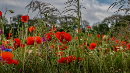 Selbstklebende Fototapeten Summer Symphony: Wildflowers in Bloom © erwin