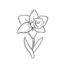 daffodil digital illustration drawing isolated