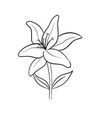 lily digital illustration drawing isolated