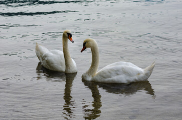 Fototapeta premium The swan is a creature of unrivaled beauty, elegance and grace. Two swans gracefully look at each other creating an unusual picture of fidelity and love.
